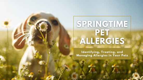 Springtime Pet Allergies: A Guide to Identifying, Treating, and Managing Allergies in Your Pets